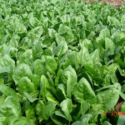 供应绿秀—耐热菠菜种子