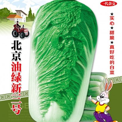 供应北京油绿新三号——杂交大白菜系列
