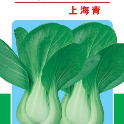 供应上海青-青梗菜种子