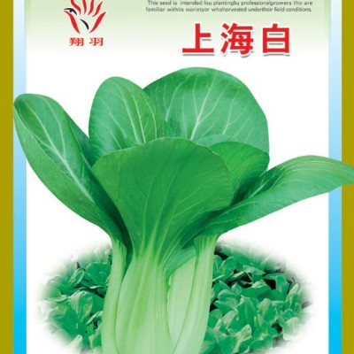 供应上海白-青梗菜种子