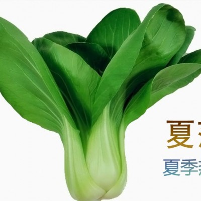 供应华泰夏萍—青梗菜种子