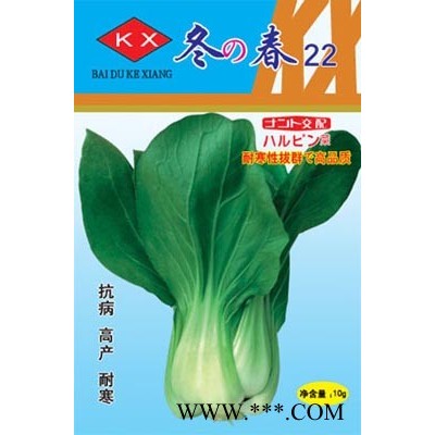 供应冬春22青梗菜—青梗菜种子