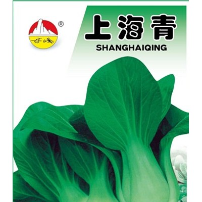 供应上海青——青梗菜种子