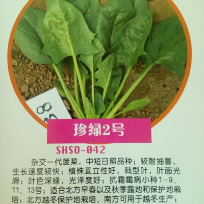 供应日本进口菠菜种子珍绿