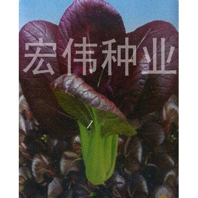 供应紫罗兰—油菜种子