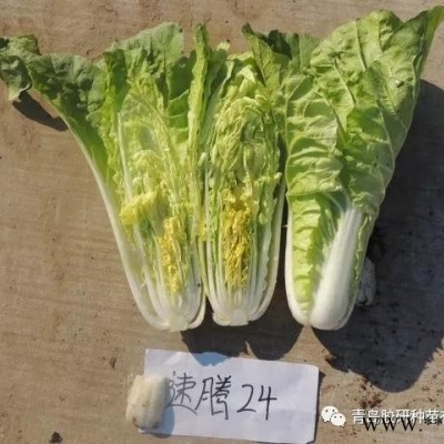 供应胶研速腾24快菜—白菜种子