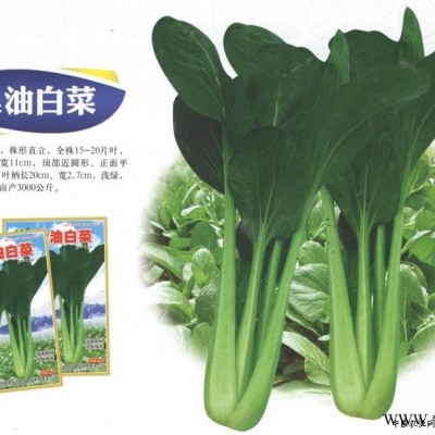 供应黑油白菜—青梗菜种子