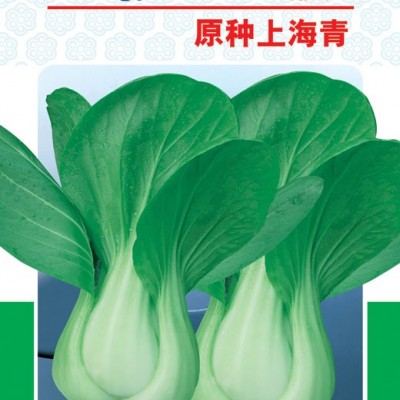 供应原种上海青-青梗菜种子