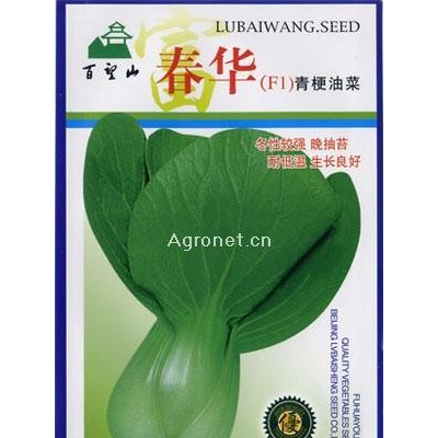 春华（F1）青梗油菜—青梗菜种子