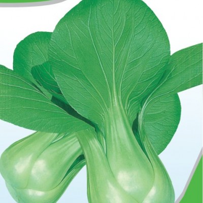 供应上海抗热605青菜—青梗菜种子