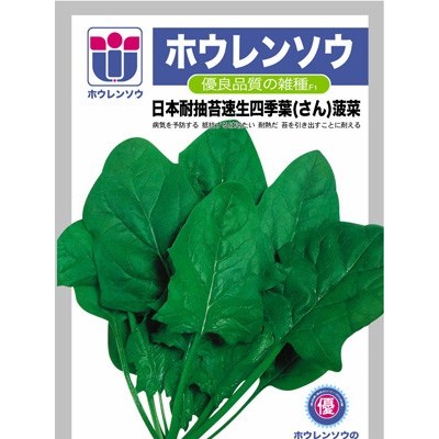 日本耐抽苔速生四季叶菠菜