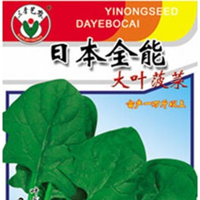 供应日本全能大叶菠菜-菠菜种子
