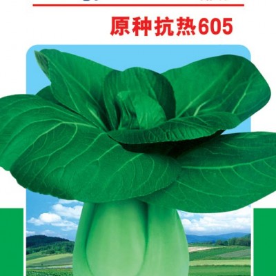供应原种抗热605-青梗菜种子