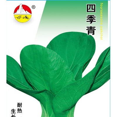 供应四季青——青梗菜种子