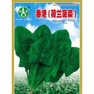 供应香港（荷兰菠菜）—菠菜种子
