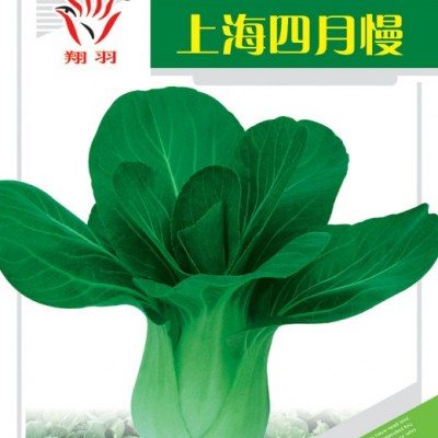 供应上海四月慢-青梗菜种子