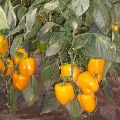 供应金刚果－甜椒种子
