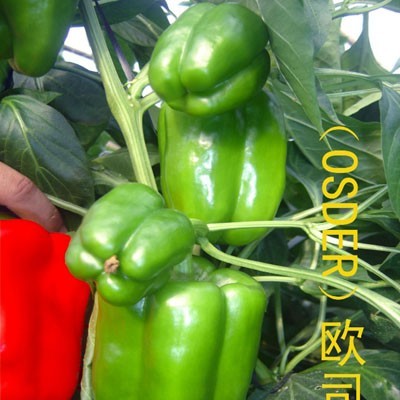 供应欧司德（OSDER）—甜椒种子