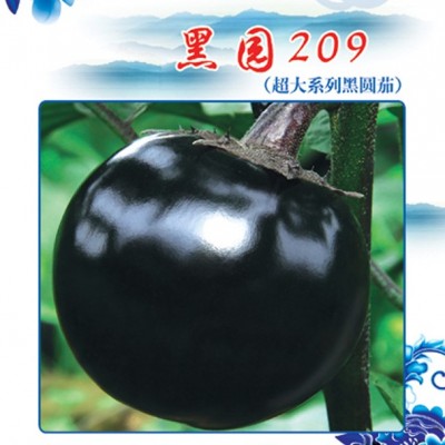 供应黑园209-茄子种子
