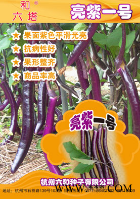 供应亮紫一号—茄子种子