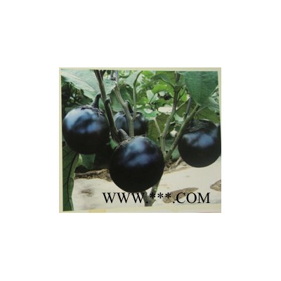 供应群兴紫圆茄—茄子种子