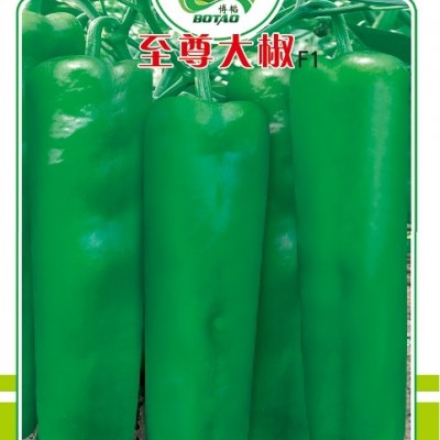 供应*大椒F1—甜椒种子