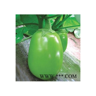 供应绿罐9-2—茄子种子