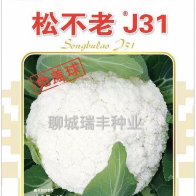 供应松不老J31—花椰菜种子