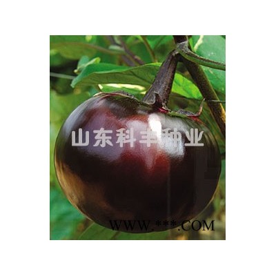 供应太空紫霸F1—茄子种子