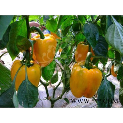 供应SP323—甜椒种子