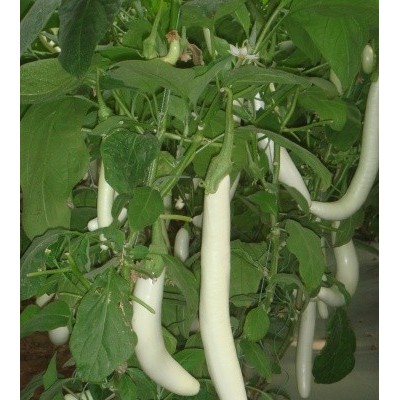 供应白龙长茄种子