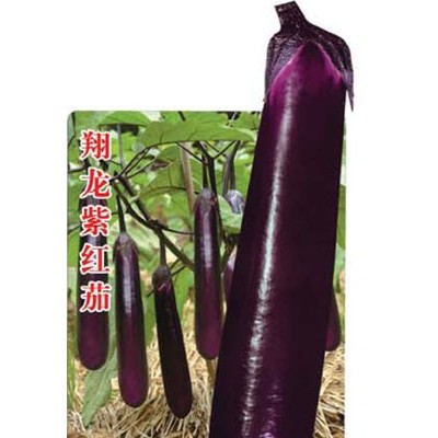 供应翔龙紫红茄—茄子种子