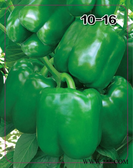 供应10-16—辣椒种子