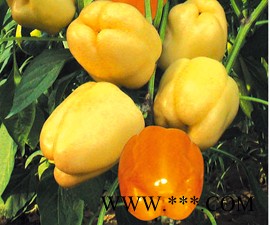 供应吉普赛—甜椒种子
