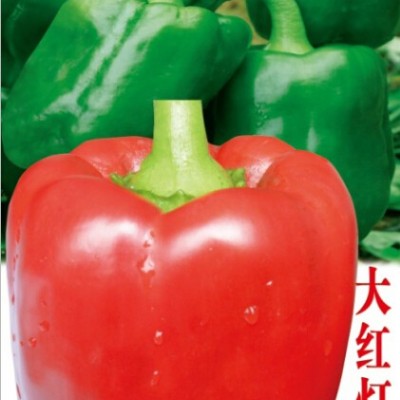 供应板扎大红灯笼椒—甜椒种子