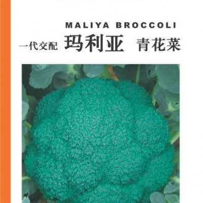 供应玛利亚—青花菜种子