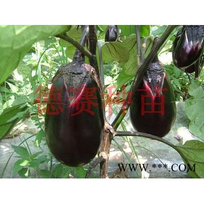 供应紫冠茄—茄子种子