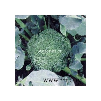 供应谊禾90—青花菜种子