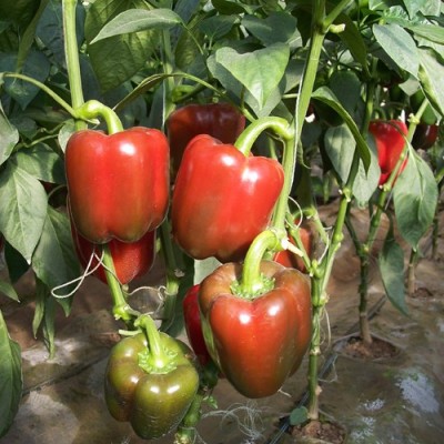 供应刚果－甜椒种子