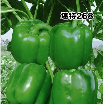 供应堪特268号-甜椒种子