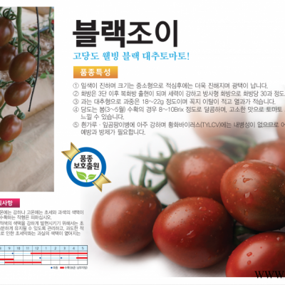 供应韩国进口樱桃黑番茄种子