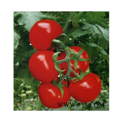 供应欣欣－番茄种子