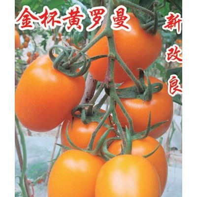 供应金杯黄罗曼—番茄种子