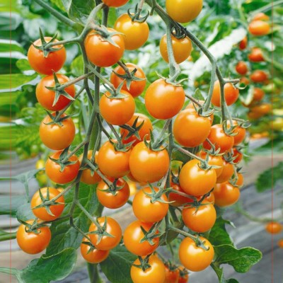 供应黄珍珠—番茄种子