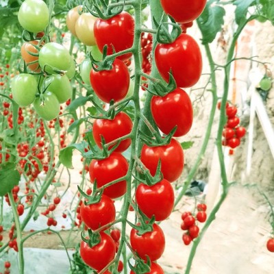 供应红靓女2号—番茄种苗