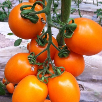 供应罗曼番茄--曼谷黄种子