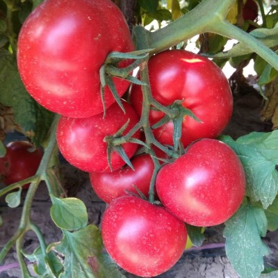 供应西红柿种子