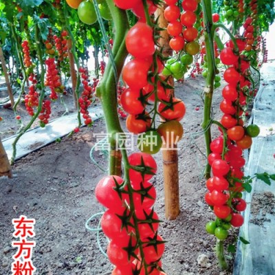 供应樱桃番茄种子