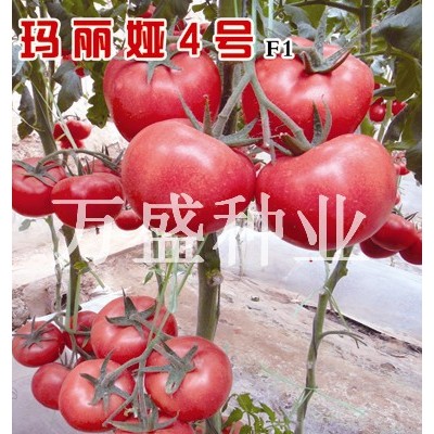 供应玛丽娅4号（抗TY）—番茄种子