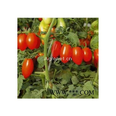 供应鲁比—番茄种子